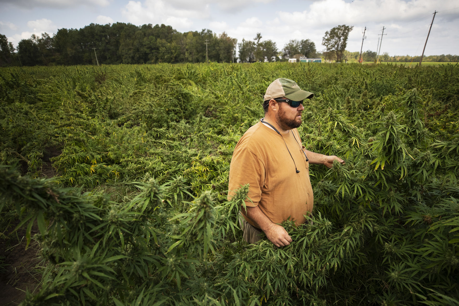 Pendarvis in hemp field.jpg